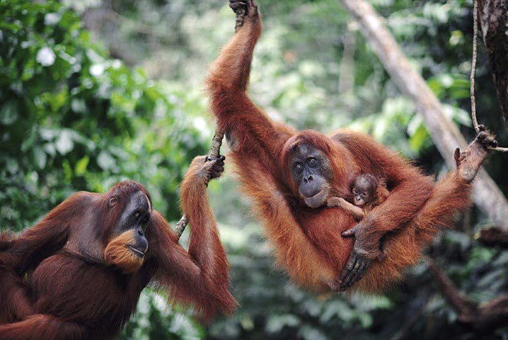 Sumatra orangutans