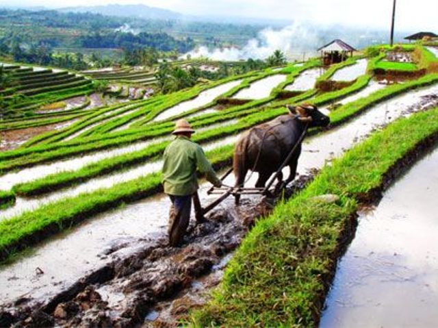 jatiluwih rice paddies