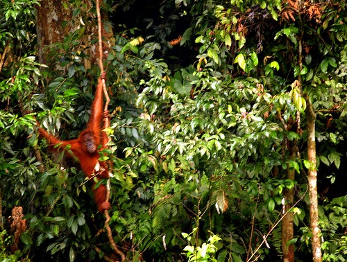 Bukit Lawang Orangutan Rehabilitation Centre