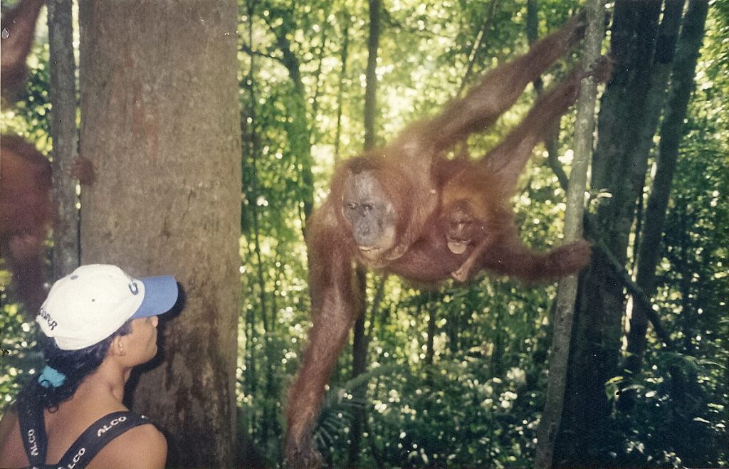 orangutan rehabilitation centre
