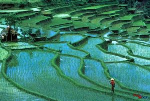 rice paddies Bali, Indonesia Travel guide