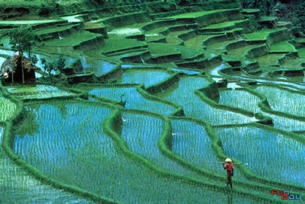rice paddies Bali, Indonesia Travel guide