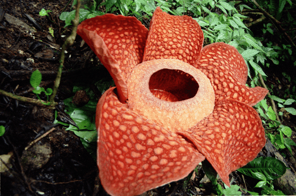 rafflesia flower, Indonesia Travel guide, Places other than Bali